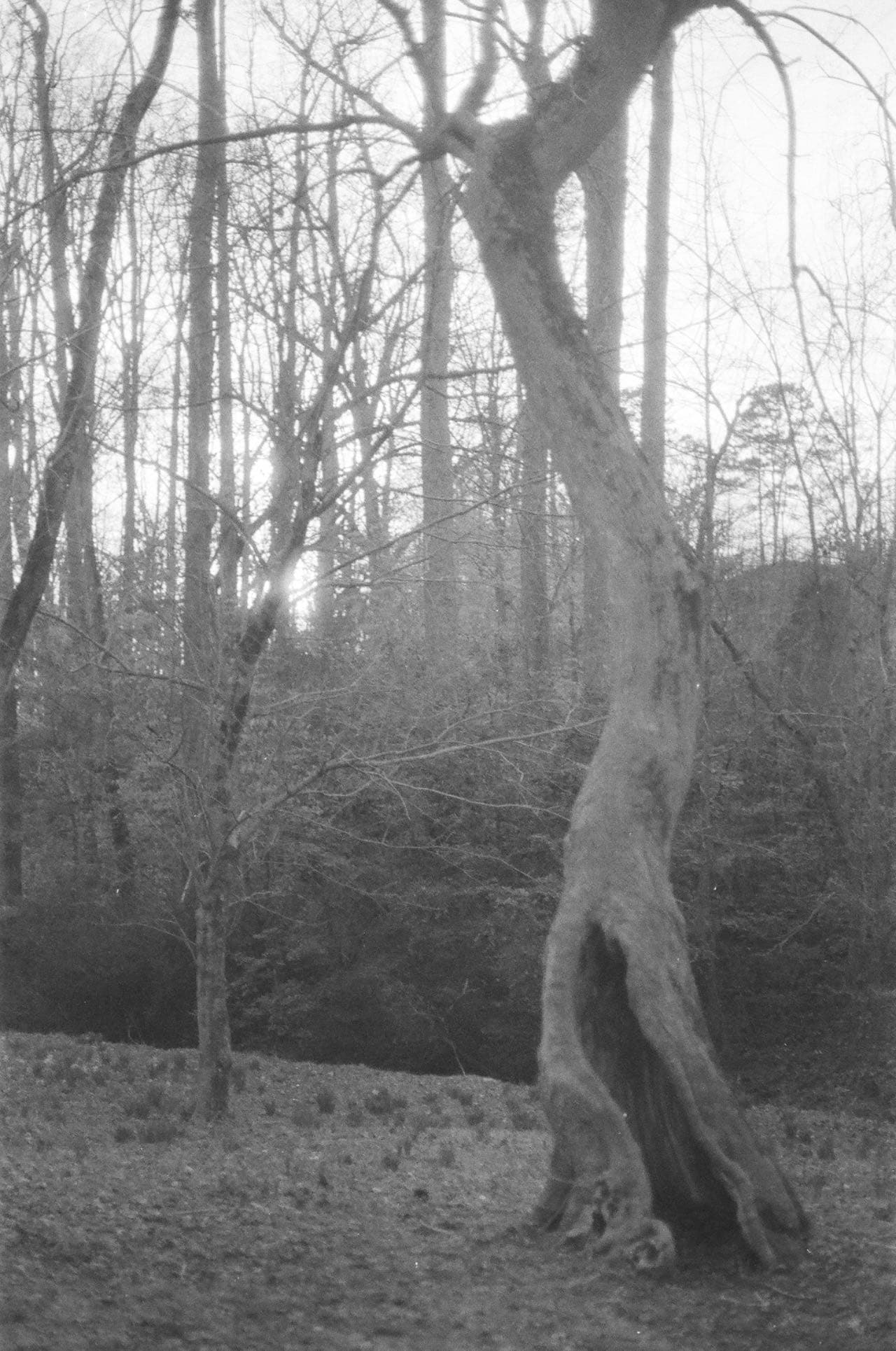 Tree study 03